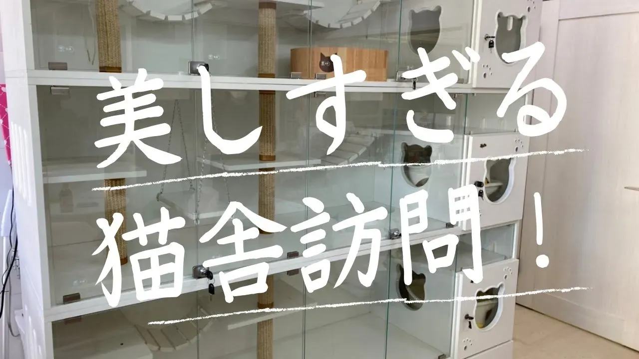 驚くほど簡単な大和 猫 ブリーダー探し！失敗しない賢い選び方